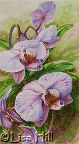 Watercolor painting of pink Phalaenopsis Moth Orchids by artist Lisa Hill
