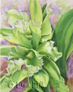 Watercolor painting of green Cattleya Florist's Orchid by artist Lisa Hill