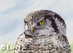 Watercolor painting of a Northern Hawk Owl by Richland WA artist Lisa Hill