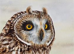 Watercolor painting of a Short-eared Owl by Richland WA artist Lisa Hill