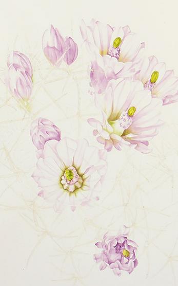 Watercolor painting of orange cactus flowers by Lisa Hill Step 1