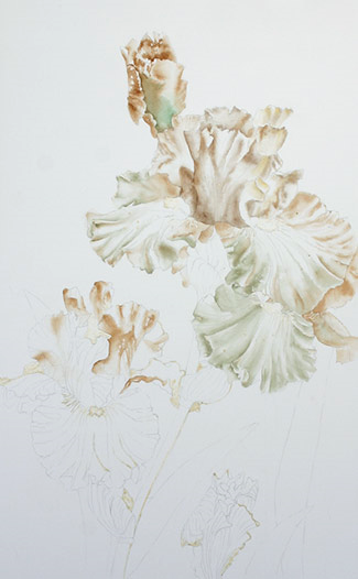 Step-by-step watercolor demo of peach iris by artist Lisa Hill Step 1