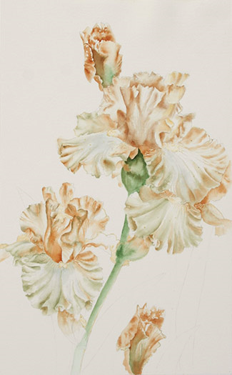 Step-by-step watercolor demo of peach iris by artist Lisa Hill Step 2