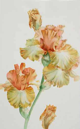 Step-by-step watercolor demo of peach iris by artist Lisa Hill Step 3
