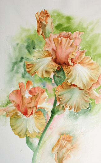 Step-by-step watercolor demo of peach iris by artist Lisa Hill Step 4