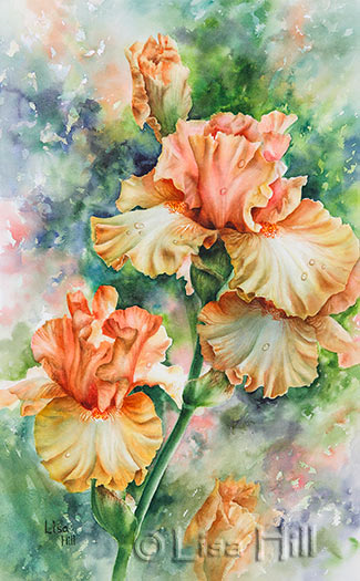Step-by-step watercolor demo of peach iris by artist Lisa Hill Step 5
