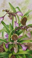 Lady Slipper orchid in watercolor by Lisa Hill